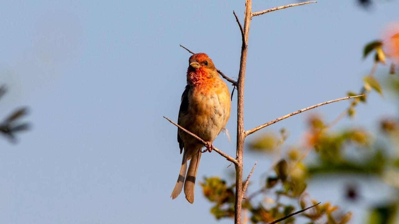Dera Baghdarrah Nature Retreat Udaipur Luaran gambar