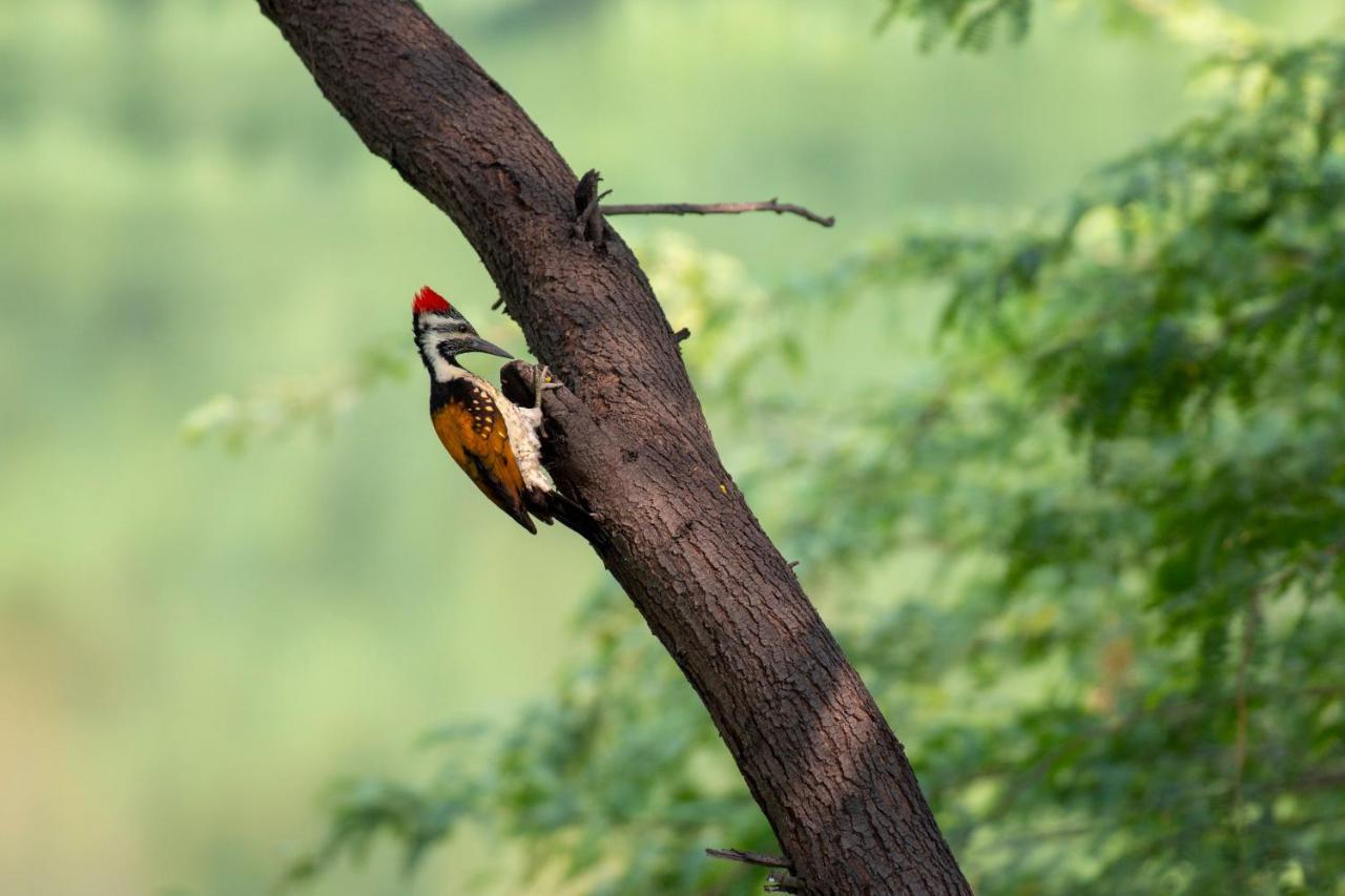 Dera Baghdarrah Nature Retreat Udaipur Luaran gambar