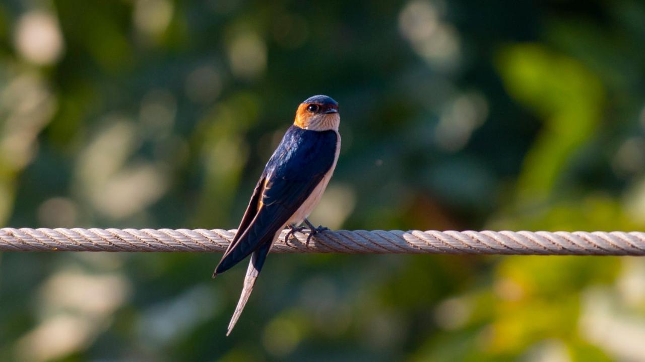 Dera Baghdarrah Nature Retreat Udaipur Luaran gambar