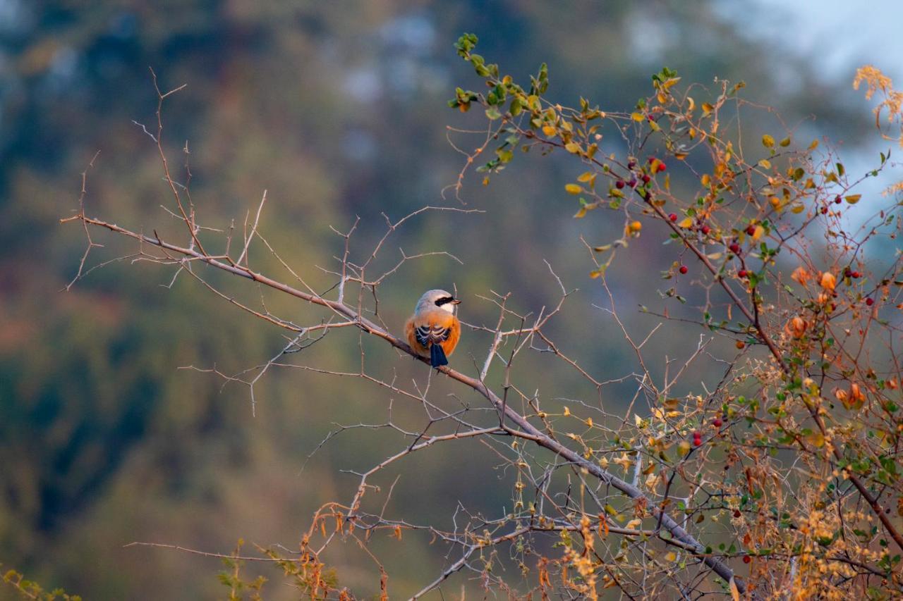 Dera Baghdarrah Nature Retreat Udaipur Luaran gambar