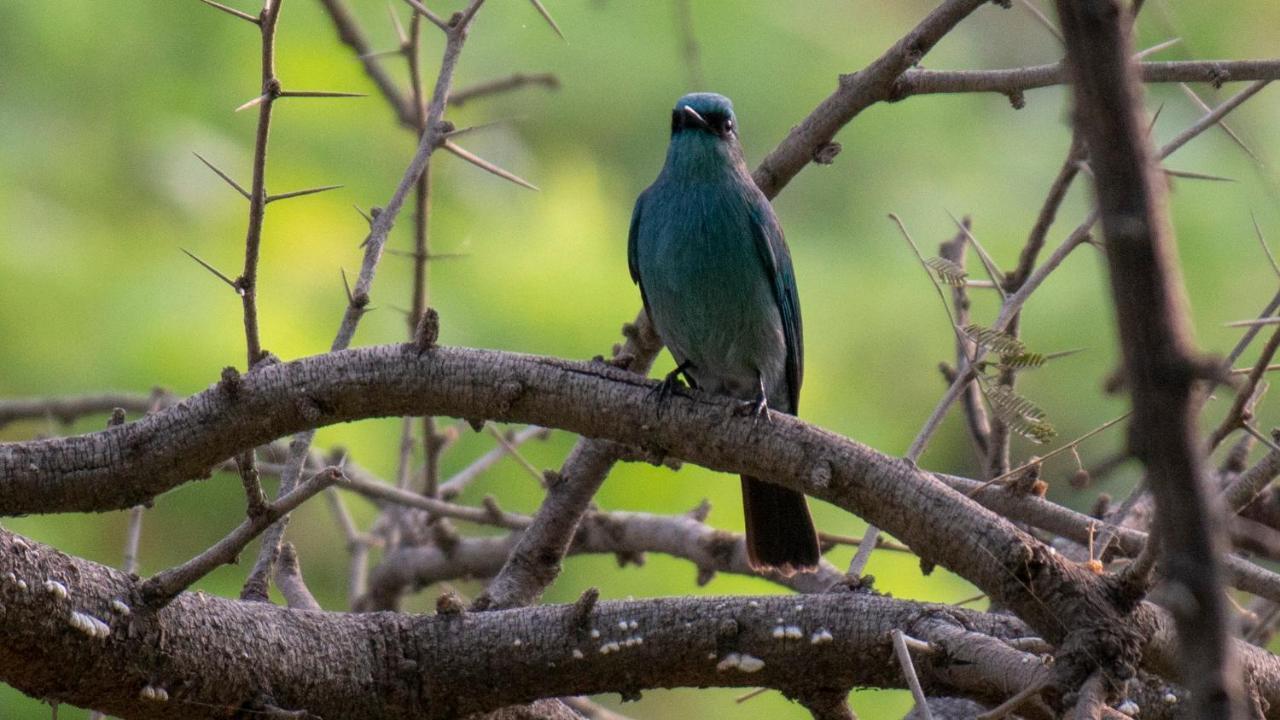 Dera Baghdarrah Nature Retreat Udaipur Luaran gambar