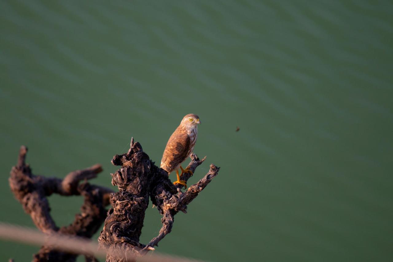 Dera Baghdarrah Nature Retreat Udaipur Luaran gambar